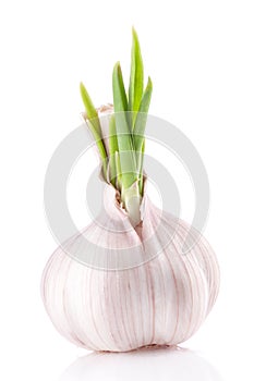 Garlic isolated on white