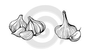 Garlic isolated on a white background. Set of garlic. Hand drawn vector illustration in Doodle style