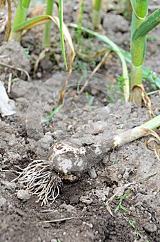 Garlic just harvested