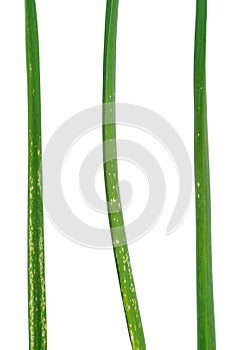 Garlic leaves attacked by allium leaf miner, Phytomyza (Napomyza) gymnostoma