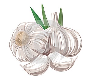 Garlic with leaves. Simple version.