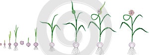 Garlic life cycle. Consecutive stages of growth from bulbil to flowering garlic plant photo