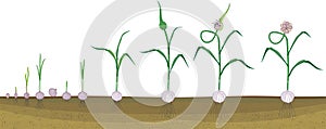 Garlic life cycle. Consecutive stages of growth from bulbil to flowering garlic plant