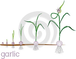 Garlic life cycle. Consecutive stages of growth from bulbil to flowering garlic plant photo