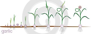 Garlic life cycle. Consecutive stages of growth from bulbil to flowering garlic plant photo