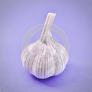 Garlic on lilac background. Square photo image.