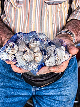 Garlic in mans hands