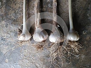 Garlic Manufacturer in Bihar India.Srock Images