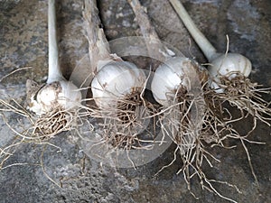Garlic Manufacturer in Bihar India.Srock Images