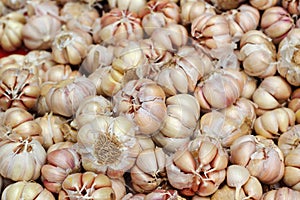 Garlic in the market