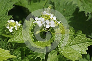 Garlic Mustard