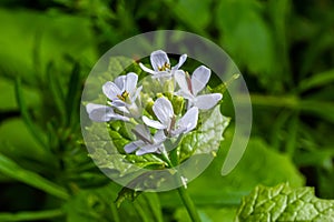 Garlic mustard flowers Alliaria petiolata close up. Alliaria petiolata, or garlic mustard, is a biennial flowering plant in the