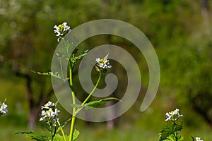 Garlic mustard flowers Alliaria petiolata close up. Alliaria petiolata, or garlic mustard, is a biennial flowering plant in the