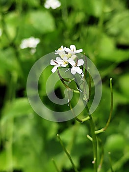 Garlic Mustard Flowers, Alliaria petiolata, Norfolk, England, UK