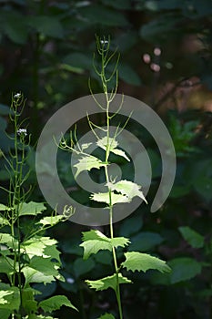Garlic mustard in the Forest