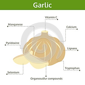 garlic nutrient of facts and health benefits, info graphic vegetable, food vector
