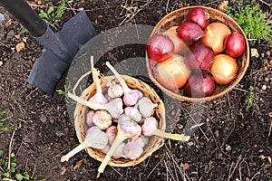 Garlic and onions in a basket in the spring garden. Preparation for planting in the village for growing environmentally friendly