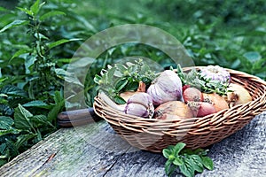 Garlic and onions with fresh herbs on a rustic wooden garden table