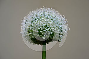 garlic ornamental white balls on stalks in flowerbed close-up