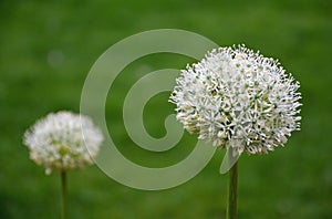 garlic ornamental white balls on stalks in flowerbed close-up