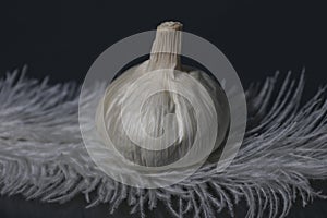 garlic is a perennial herb with a pungent odor photo