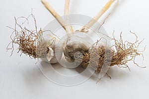 Garlic pestle with stem on white background