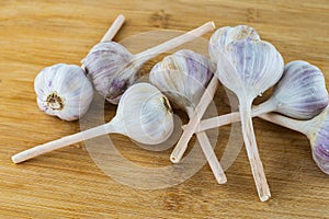 Garlic pile of vegetables seasoning on wooden background close up