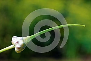 Garlic plant`s bulb