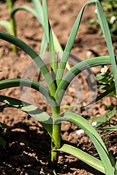 Garlic plant vegetable garden