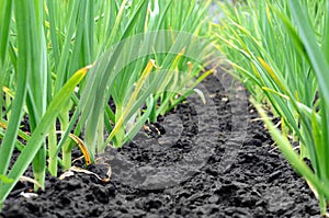 Garlic plantation