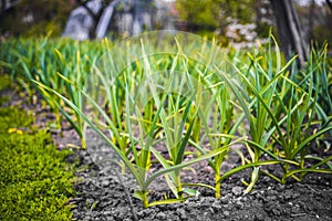 Garlic plantation in the vegetable garden. Eko concept. Growing garlic in farm.