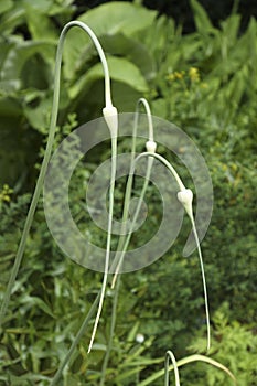 Garlic plants with buds