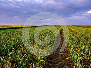 Garlic plants on a field photo