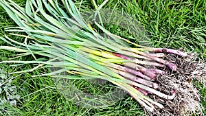 Garlic plants