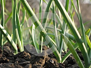 Garlic Plants on a Ground