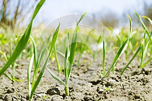 Garlic plants rising on a ground early spring photo. Closeup