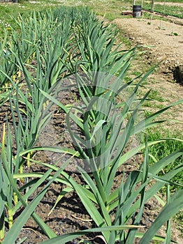 Garlic plants in rows in the garden