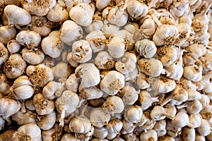 Garlic ready for market day