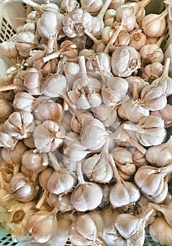 Garlic is rich in benefits