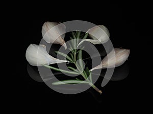 Garlic and rosemary illuminated creating reflections on black background