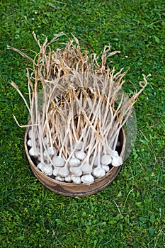 Garlic in the round wooden box