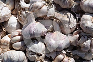 Garlic on sale at the Dolac farmers market in Zagreb
