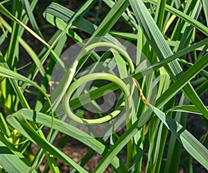 Garlic scape stalk curls on the garlic plant as it grows.