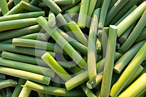 Garlic scape stems