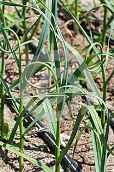 Garlic scapes, the flower bud of a garlic plant, at a farm.