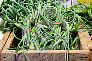 Garlic scapes (green garlic tops) at the farmer's market