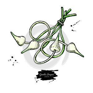 Garlic scapes hand drawn vector illustration. Isolated bunch sketch. Vegetable object.