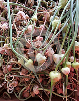 Garlic Scapes for sale at a farmers market.