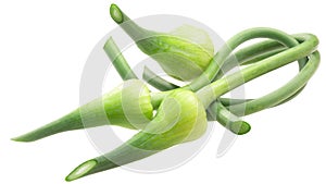 Garlic scapes a. sativum, paths