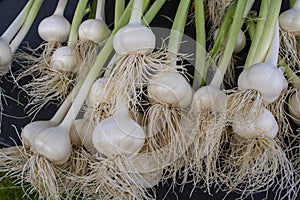 Garlic Season - Fresh Garlic - Farmers Market - Bulbs with Stems Garlic - Nature Food